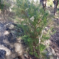 Cassinia longifolia at Latham, ACT - 15 Jan 2021