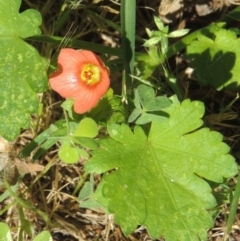 Modiola caroliniana (Red-flowered Mallow) at Conder, ACT - 26 Nov 2020 by michaelb