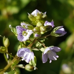 Veronica anagallis-aquatica (Blue Water Speedwell) at Latham, ACT - 14 Jan 2021 by tpreston