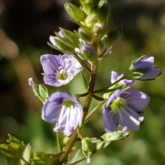 Veronica anagallis-aquatica at Latham, ACT - 15 Jan 2021