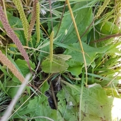 Plantago major (Greater Plantain) at Umbagong District Park - 14 Jan 2021 by tpreston