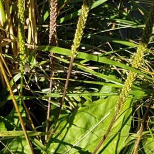 Plantago major at Latham, ACT - 15 Jan 2021 08:54 AM