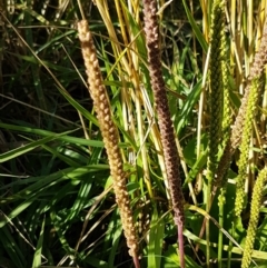 Plantago major at Latham, ACT - 15 Jan 2021 08:54 AM