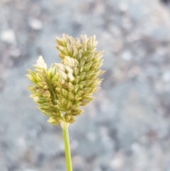 Eleusine tristachya (Goose Grass, Crab Grass, American Crows-Foot Grass) at Latham, ACT - 15 Jan 2021 by trevorpreston