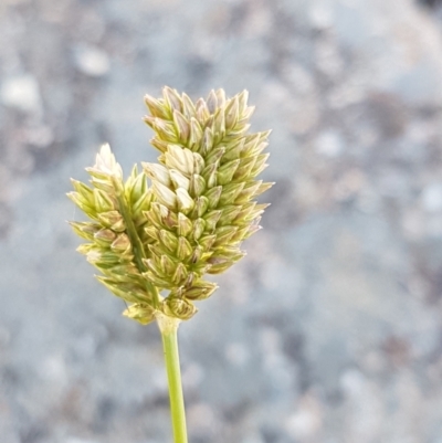 Eleusine tristachya (Goose Grass, Crab Grass, American Crows-Foot Grass) at Latham, ACT - 14 Jan 2021 by tpreston