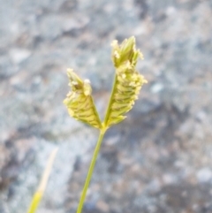 Eleusine tristachya at Latham, ACT - 15 Jan 2021