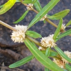 Alternanthera denticulata (Lesser Joyweed) at Latham, ACT - 15 Jan 2021 by trevorpreston