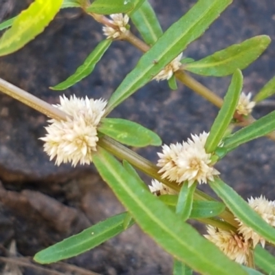 Alternanthera denticulata (Lesser Joyweed) at Latham, ACT - 14 Jan 2021 by tpreston