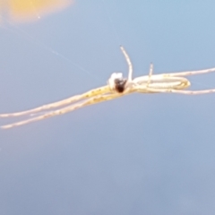 Tetragnathidae (family) (Long-jawed orb weavers) at Latham, ACT - 15 Jan 2021 by trevorpreston