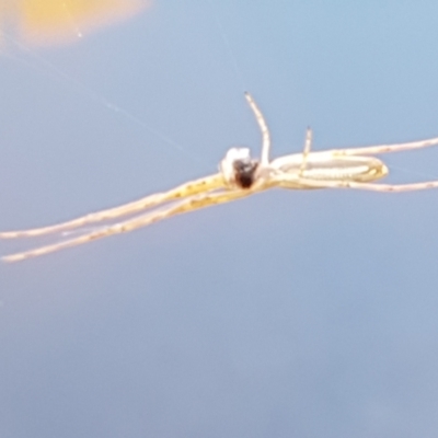 Unidentified Spider (Araneae) at Umbagong District Park - 14 Jan 2021 by trevorpreston