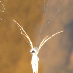 Tetragnathidae (family) at Latham, ACT - 15 Jan 2021 08:59 AM