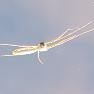 Tetragnathidae (family) at Latham, ACT - 15 Jan 2021 08:59 AM