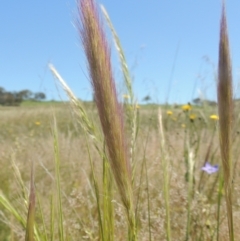 Dichelachne sp. (Plume Grasses) at Hume, ACT - 8 Nov 2020 by MichaelBedingfield