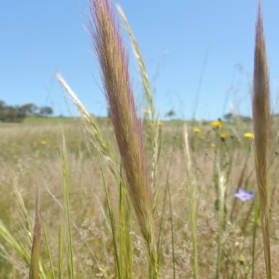 Dichelachne sp. (Plume Grasses) at Jerrabomberra Grassland - 8 Nov 2020 by michaelb