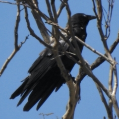 Corvus mellori (Little Raven) at Booth, ACT - 14 Jan 2021 by KMcCue