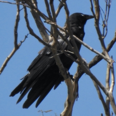 Corvus mellori (Little Raven) at Namadgi National Park - 13 Jan 2021 by KMcCue