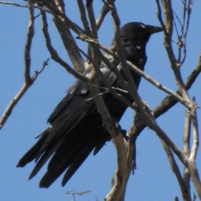 Corvus mellori (Little Raven) at Booth, ACT - 13 Jan 2021 by KMcCue