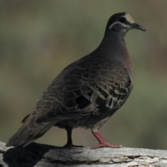 Phaps chalcoptera (Common Bronzewing) at Namadgi National Park - 13 Jan 2021 by KMcCue