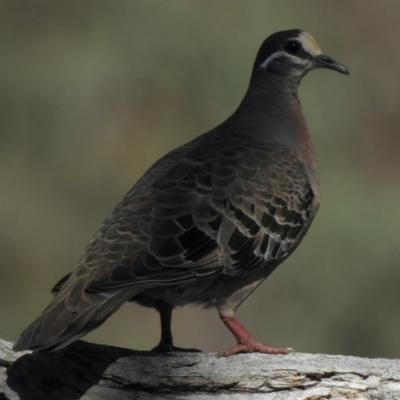 Phaps chalcoptera (Common Bronzewing) at Booth, ACT - 13 Jan 2021 by KMcCue