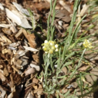 Pseudognaphalium luteoalbum (Jersey Cudweed) at Katoomba Park, Campbell - 11 Jan 2021 by MargD