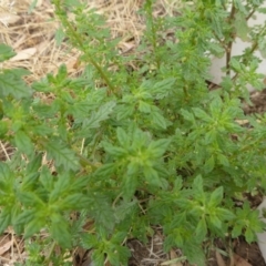 Dysphania pumilio (Small Crumbweed) at Campbell, ACT - 8 Jan 2021 by MargD