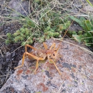 Gryllacrididae sp. (family) at Fadden, ACT - 14 Jan 2021