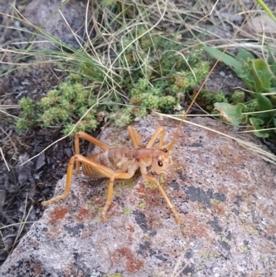 Gryllacrididae sp. (family) (Wood, Raspy or Leaf Rolling Cricket) at Wanniassa Hill - 13 Jan 2021 by YumiCallaway