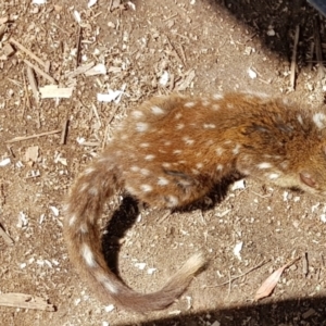 Dasyurus maculatus at Corrowong, NSW - 13 Jan 2021