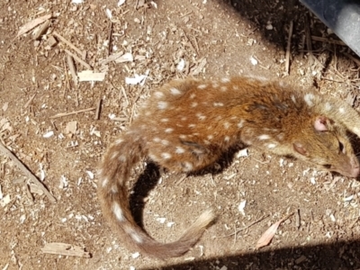 Dasyurus maculatus (Spotted-tailed Quoll) at Corrowong, NSW - 13 Jan 2021 by BlackFlat