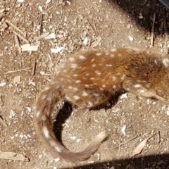 Dasyurus maculatus (Spotted-tailed Quoll) at Corrowong, NSW - 13 Jan 2021 by BlackFlat