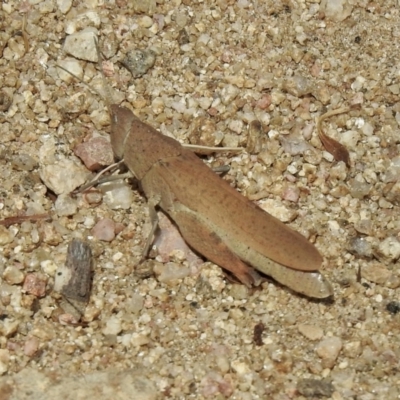 Goniaea opomaloides (Mimetic Gumleaf Grasshopper) at Namadgi National Park - 13 Jan 2021 by KMcCue