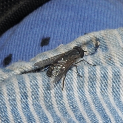 Dasybasis sp. (genus) (A march fly) at Namadgi National Park - 14 Jan 2021 by KMcCue