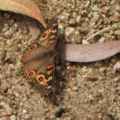 Junonia villida (Meadow Argus) at Booth, ACT - 14 Jan 2021 by KMcCue