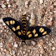 Amata (genus) (Handmaiden Moth) at Namadgi National Park - 13 Jan 2021 by KMcCue