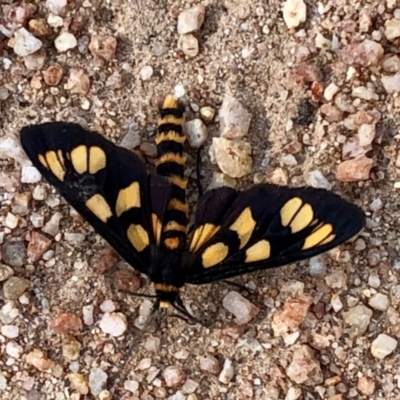 Amata (genus) (Handmaiden Moth) at Namadgi National Park - 13 Jan 2021 by KMcCue