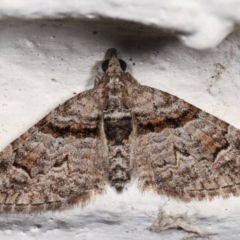 Phrissogonus laticostata (Apple looper moth) at Melba, ACT - 2 Jan 2021 by kasiaaus