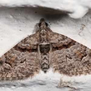 Phrissogonus laticostata at Melba, ACT - 2 Jan 2021