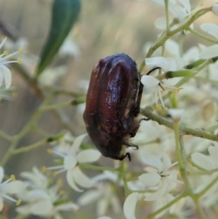 Bisallardiana gymnopleura (Brown flower chafer) at Mount Painter - 14 Jan 2021 by CathB