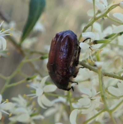 Bisallardiana gymnopleura (Brown flower chafer) at Mount Painter - 14 Jan 2021 by CathB