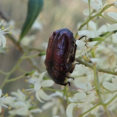 Bisallardiana gymnopleura (Brown flower chafer) at Cook, ACT - 14 Jan 2021 by CathB