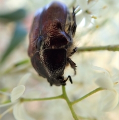 Bisallardiana gymnopleura at Cook, ACT - 14 Jan 2021