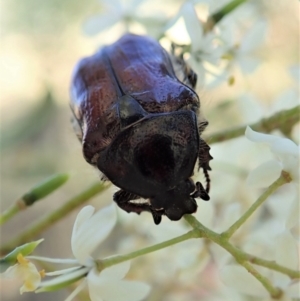 Bisallardiana gymnopleura at Cook, ACT - 14 Jan 2021 05:35 PM