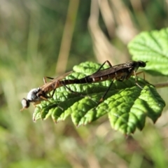 Taenogerella elizabethae at Mount Painter - 14 Jan 2021 by CathB