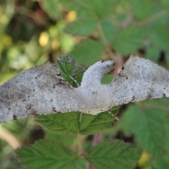 Circopetes obtusata (Grey Twisted Moth) at Mount Painter - 14 Jan 2021 by CathB