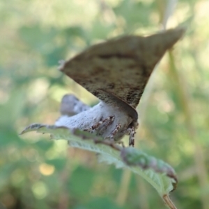 Circopetes obtusata at Holt, ACT - 14 Jan 2021 06:13 PM