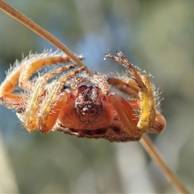 Dolophones sp. (genus) (Wrap-around spider) at Mount Painter - 9 Jan 2021 by CathB