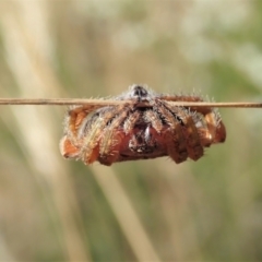 Dolophones sp. (genus) at Cook, ACT - 10 Jan 2021