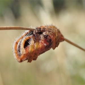 Dolophones sp. (genus) at Cook, ACT - 10 Jan 2021