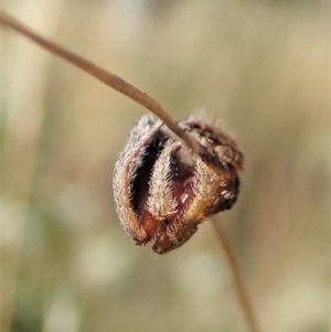 Dolophones sp. (genus) at Cook, ACT - 10 Jan 2021