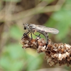 Cerdistus varifemoratus (Robber fly) at Holt, ACT - 7 Jan 2021 by CathB